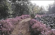 Parco della Bessa