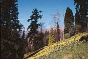 Crocus e Narcisi