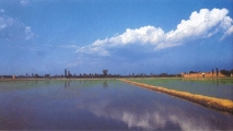 Le Risaie