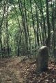 Bosco di Castagni