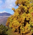Liriodendri