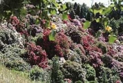 Rododendri